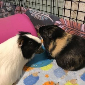 Meet your Posher, Ash